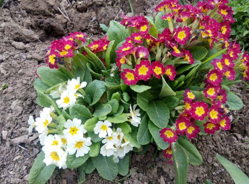 14 aprilie - gradina 2018