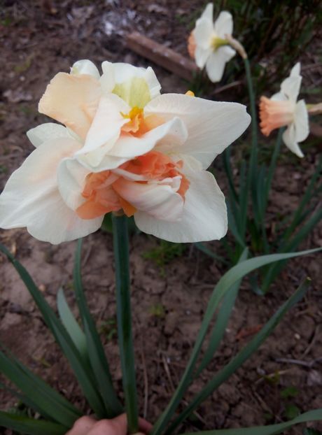 14 aprilie - gradina 2018