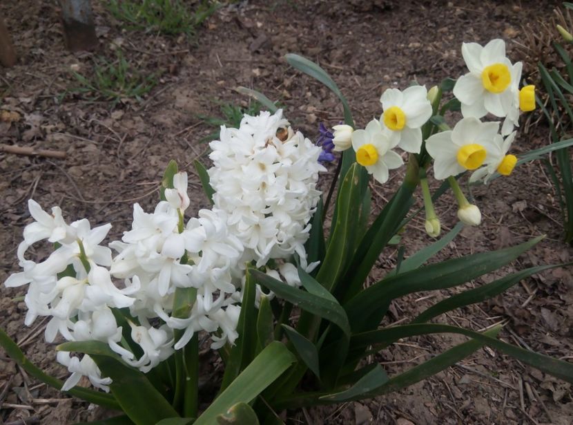 14 aprilie - gradina 2018