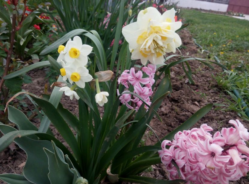 14 aprilie - gradina 2018