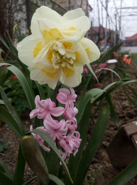 14 aprilie - gradina 2018