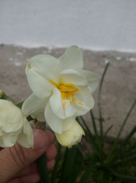 14 aprilie - gradina 2018
