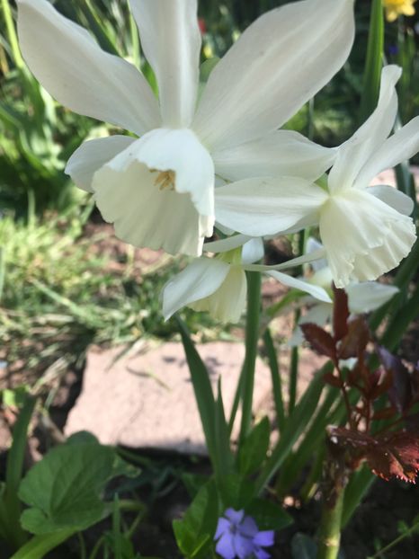 37E7383D-56B9-4261-8C2C-18869A20F6C0 - Narcise 2018 24 25