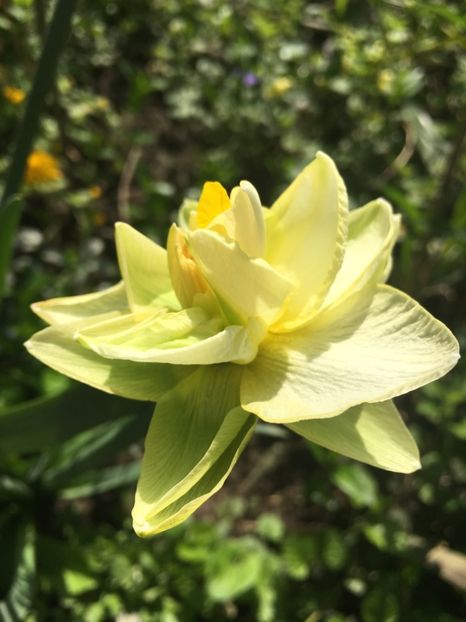 FAC4BAFB-6BBC-4201-A8EB-29DBEB72160B - Narcise 2018 24 25