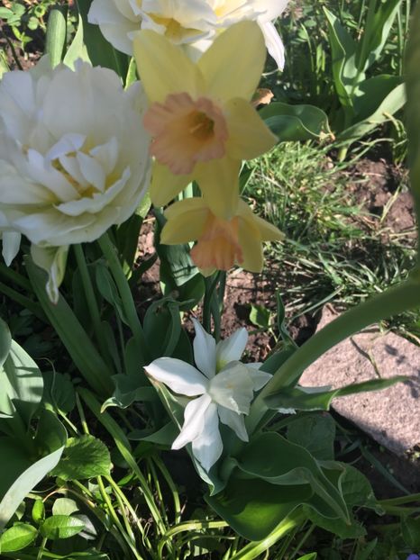 7A24E8D7-8296-4FB1-957A-CB66D7EF50C4 - Narcise 2018 24 25