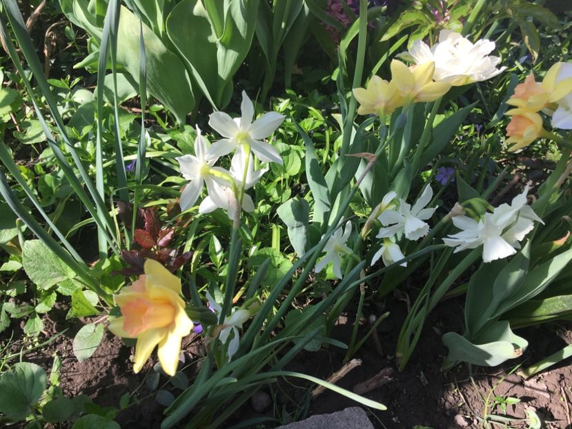 BBF4928B-5991-4BEB-9AF2-A4EC15B84A26 - Narcise 2018 24 25