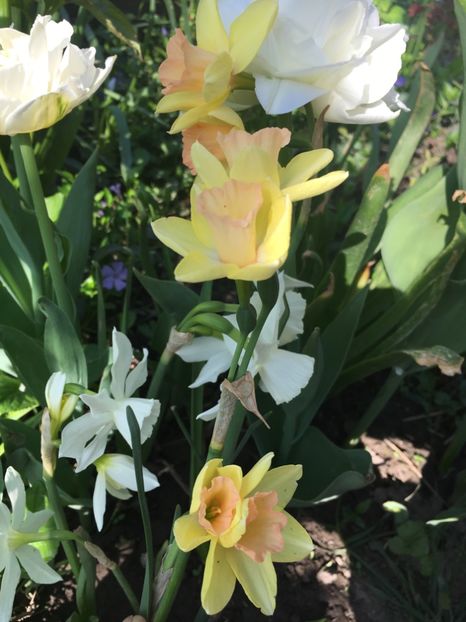 0E05C678-C43C-4308-9173-A813AE8D320A - Narcise 2018 24 25