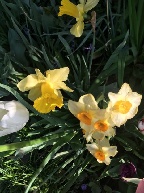 E3F54F22-47F1-4185-A2F9-DCEAB9C9D147 - Narcise 2018 24 25