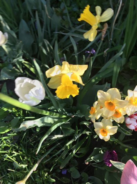 E3D4DD7A-A68E-4298-B455-E88E44DC60A2 - Narcise 2018 24 25