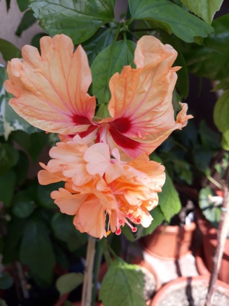  - hibi el cap orange