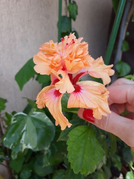  - hibi el cap orange