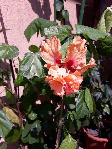  - hibi el cap orange