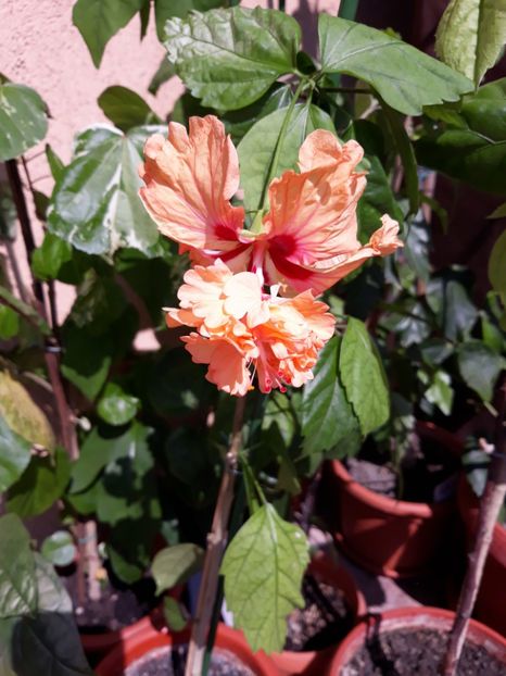  - hibi el cap orange