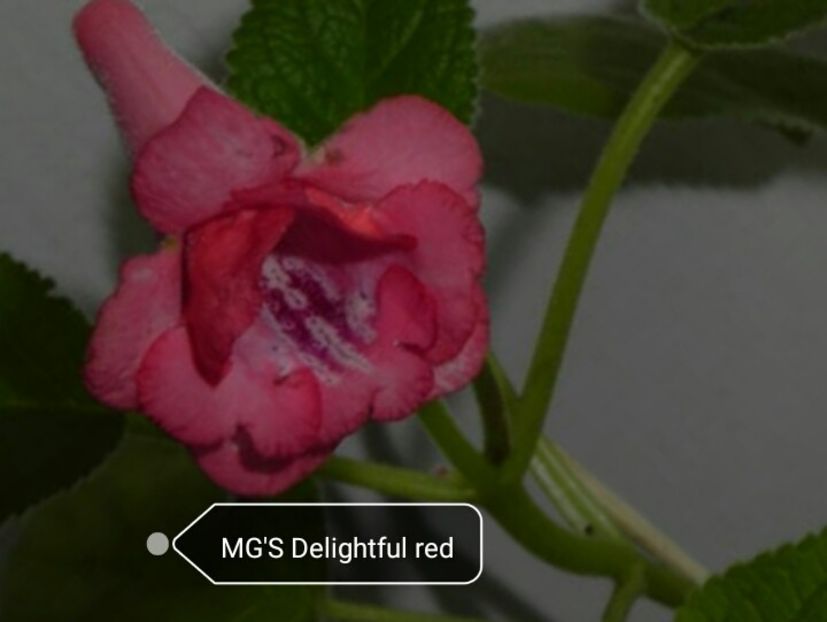 MG'S Delightful red - Sinningia