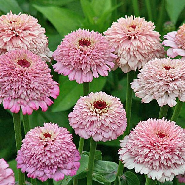 Zinnia Zinderella Lilac - 12,1 lei - Seminte de Carciumarese