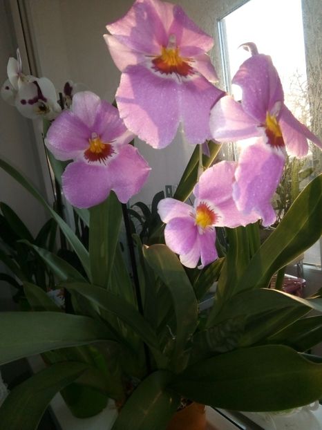 Miltonia - Orhidee 2018