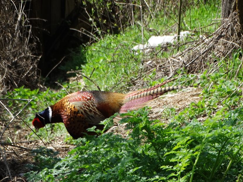  - Fazani in libertate