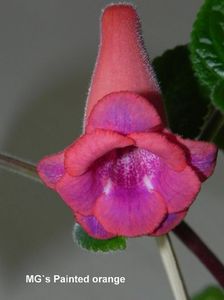 MG's Painted Orange - Sinningia