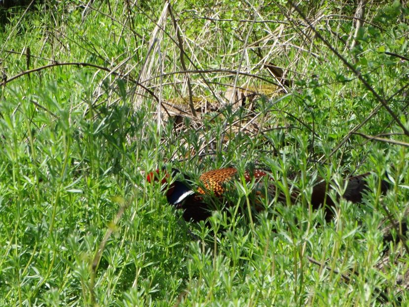  - Fazani in libertate