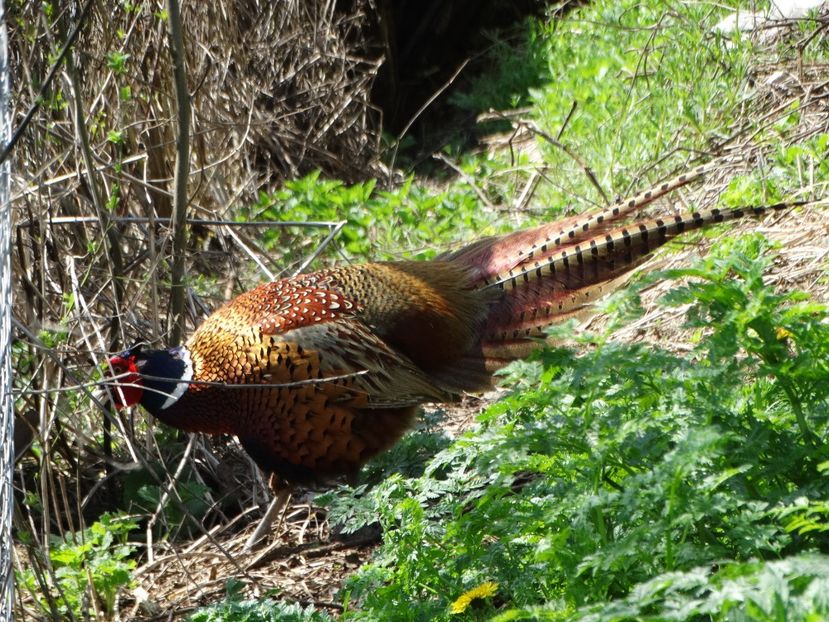  - Fazani in libertate