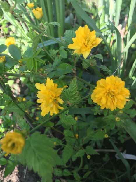 keria - Arbuști 2018