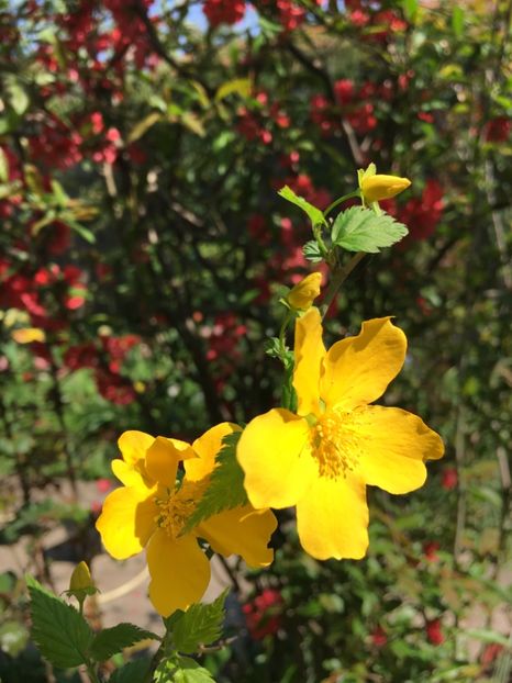 Keira și gutui haponez - Arbuști 2018