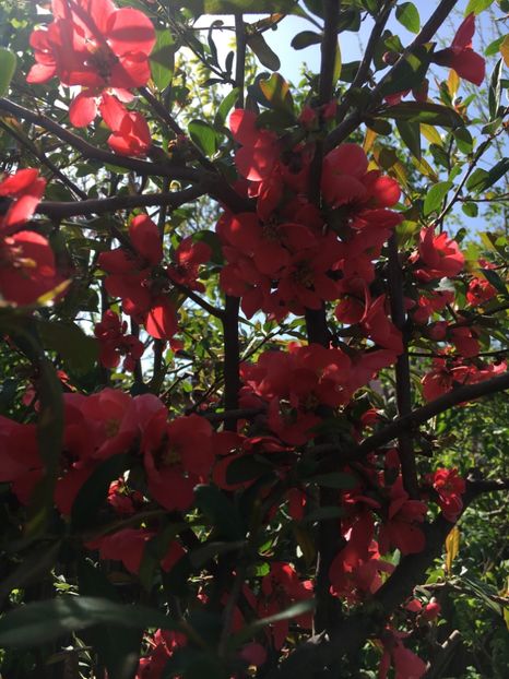 9A9B374D-7B5E-41E7-816C-A26F1521F40A - Arbuști 2018