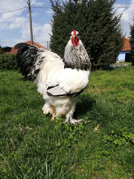  - Brahma Herminat Deschis 2018