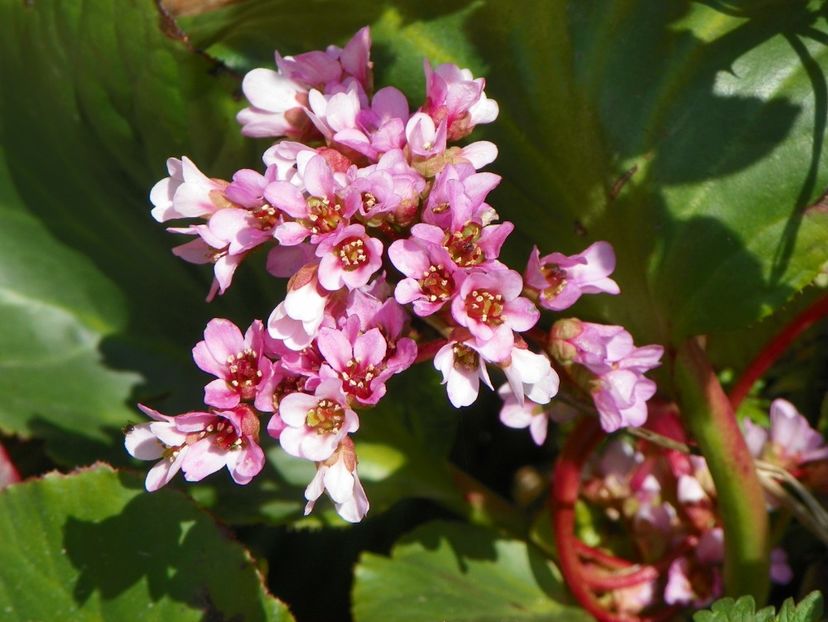 bergenia - z-Dobarland 2018