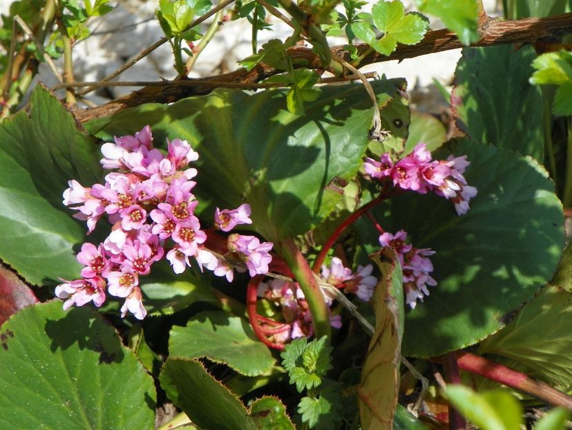 bergenia - z-Dobarland 2018