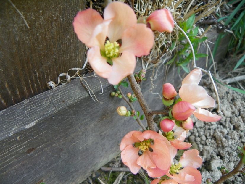 chaenomeles Salmon Horizon - z-Dobarland 2018