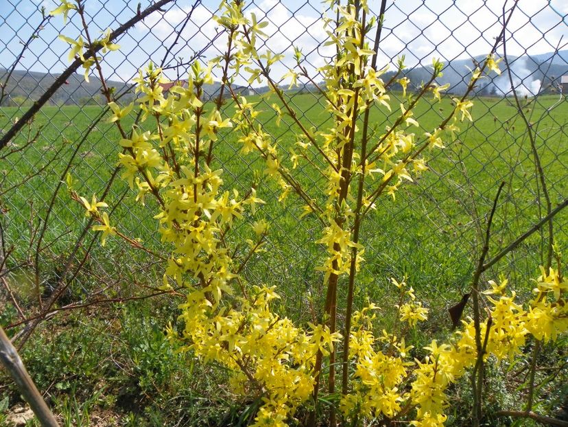 forsythia Lemon Supreme - z-Dobarland 2018