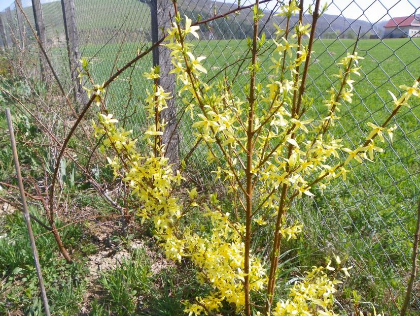 forsythia Lemon Supreme - z-Dobarland 2018