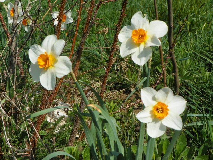 narcise Barrett Browning - z-Dobarland 2018