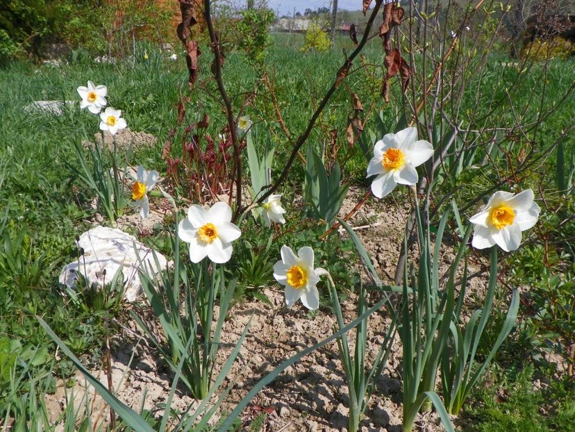 narcise Barrett Browning - z-Dobarland 2018