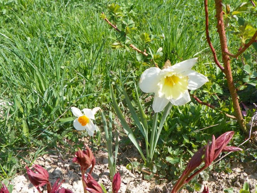 amestecate in stil anthesis - z-Dobarland 2018