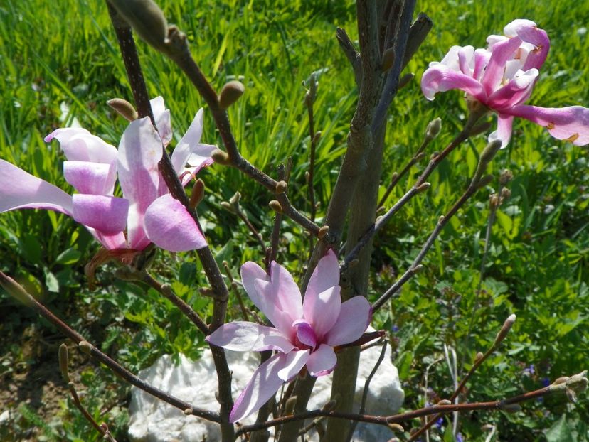magnolia stellata Rosea - z-Dobarland 2018