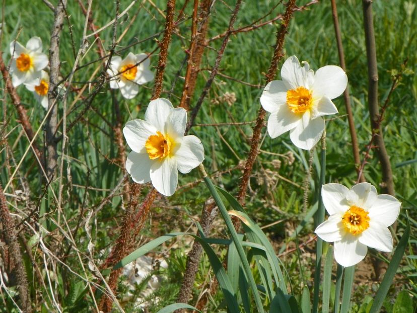 narcise Barrett Browning - z-Dobarland 2018