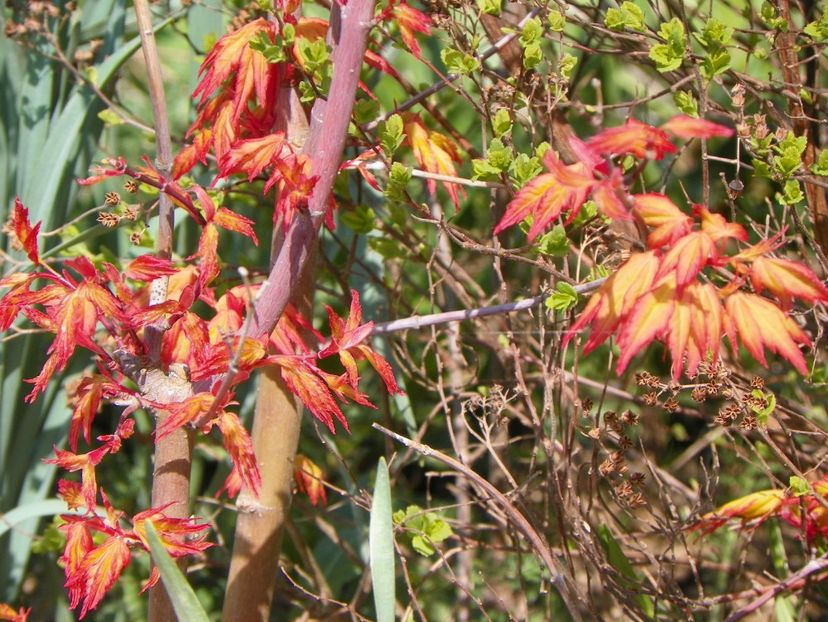 acer palmatum Sango-kaku - z-Dobarland 2018