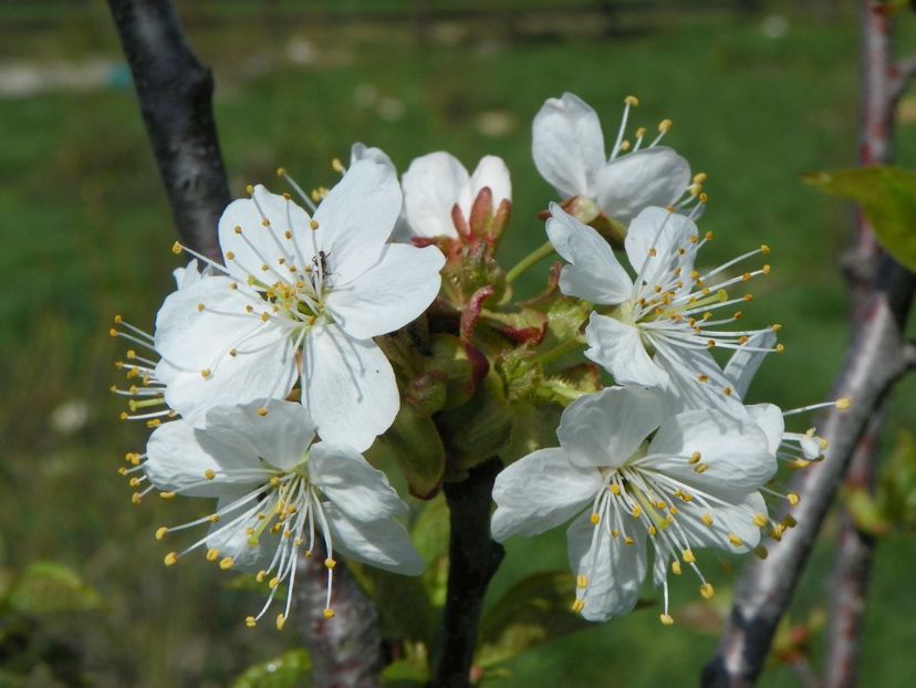 cires amar Maxut - z-Dobarland 2018