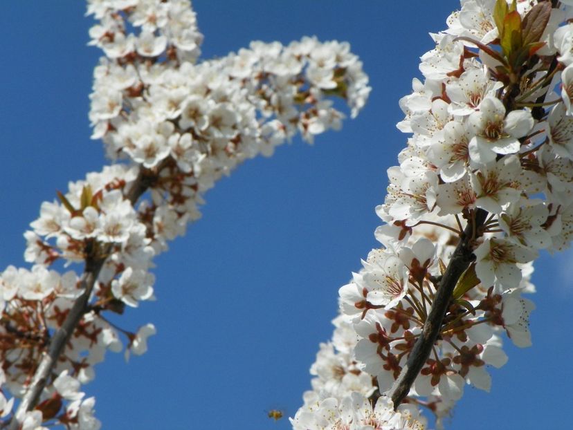 prunus cerasifera Trailblazer - z-Dobarland 2018