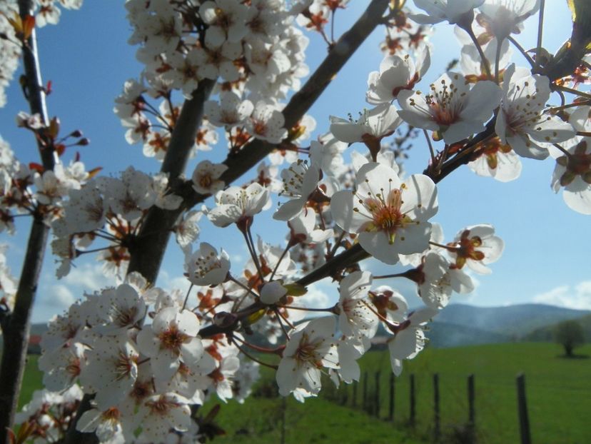 prunus cerasifera Trailblazer - z-Dobarland 2018