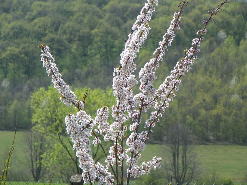prunus cerasifera Trailblazer - z-Dobarland 2018