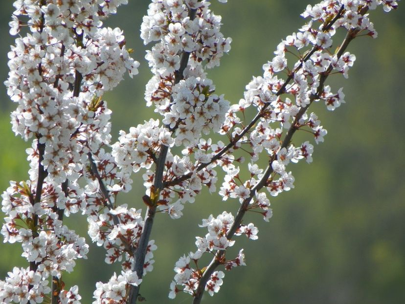 prunus cerasifera Trailblazer - z-Dobarland 2018