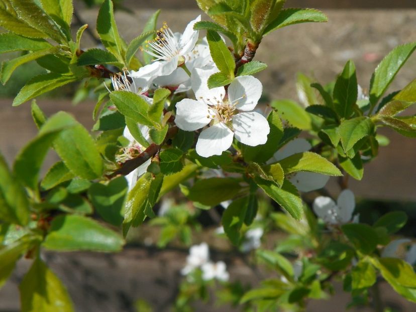 prunus spinosa? - z-Dobarland 2018