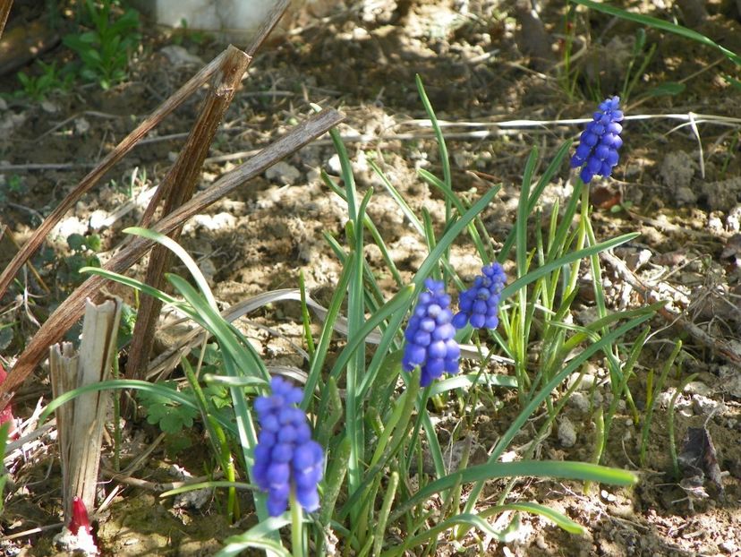 muscari - z-Dobarland 2018