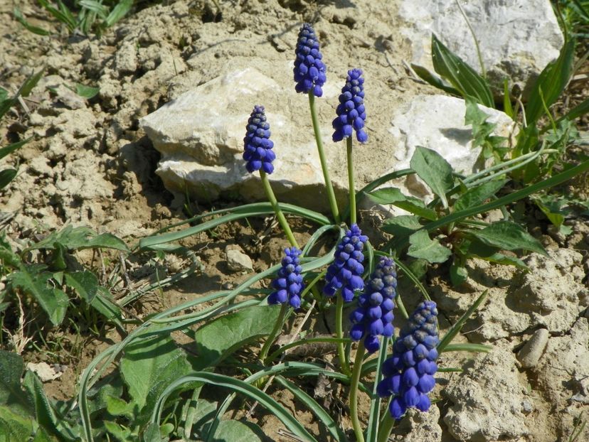 muscari - z-Dobarland 2018