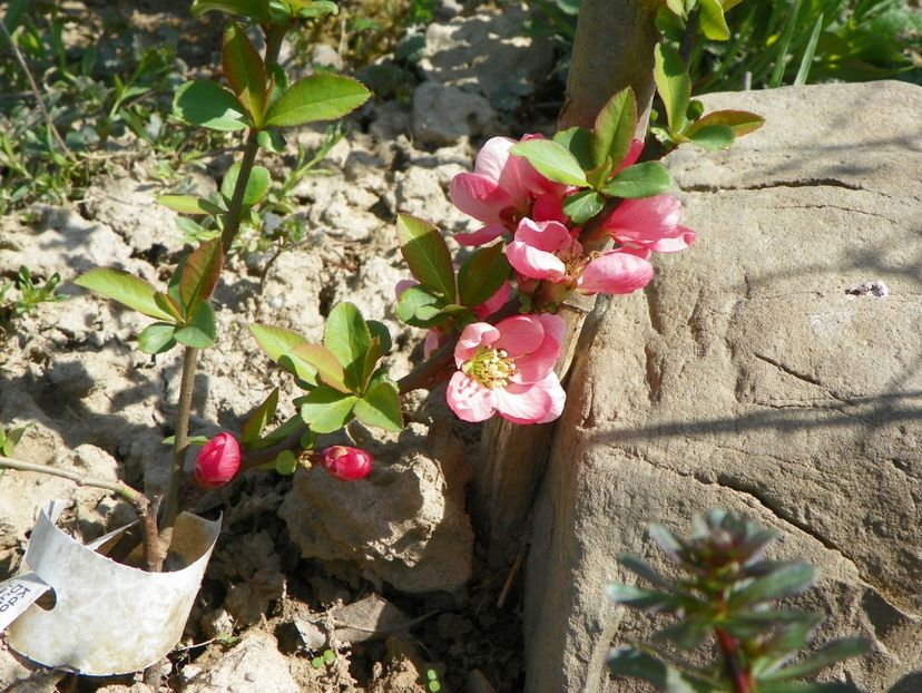chaenomeles Pink Trail - z-Dobarland 2018