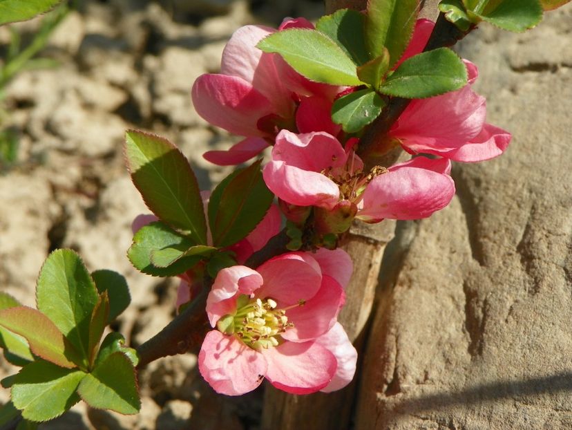 chaenomeles Pink Trail - z-Dobarland 2018