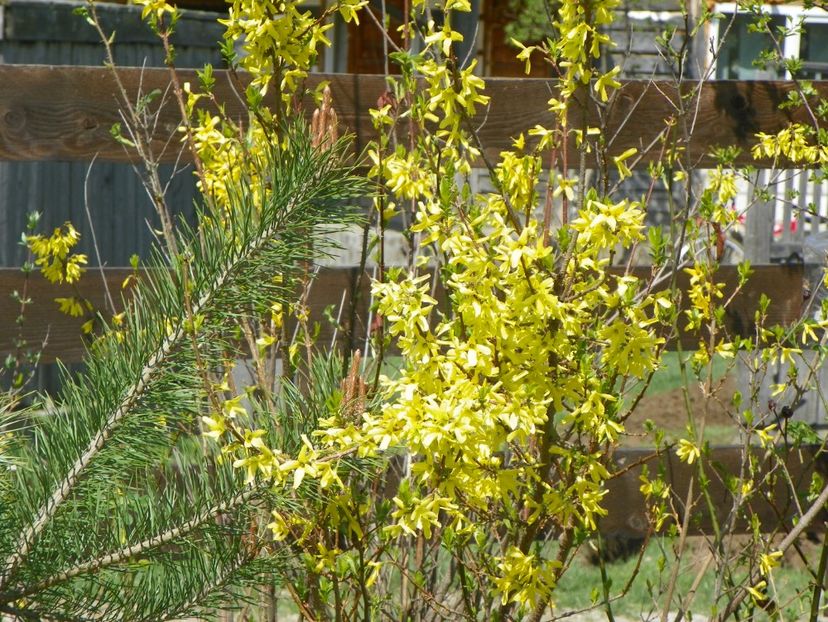 forsythia - z-Dobarland 2018